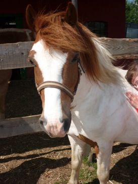 Hansa-Pferde-Praxis 247