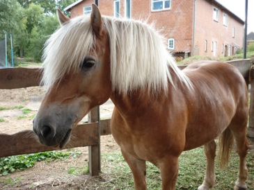 Hansa-Pferde-Praxis 251