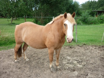 Hansa-Pferde-Praxis 252